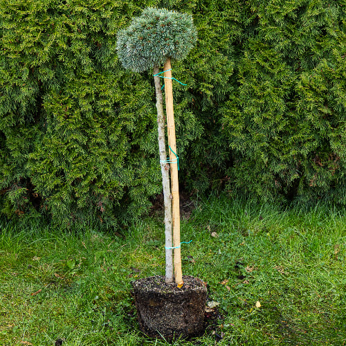 Ель Энгельмана Хобо купить