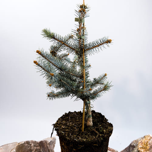 Ель колючая Эдит купить