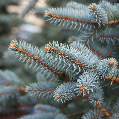 Ель колючая Кейбаб купить