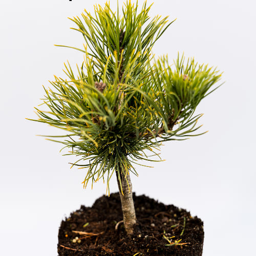 Сосна горная Карстен Винтерголд купить