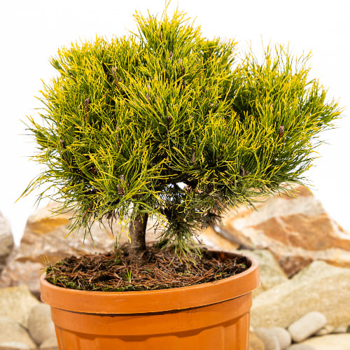 Сосна горная Карстен купить