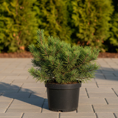 Сосна горная Кростергрюн купить