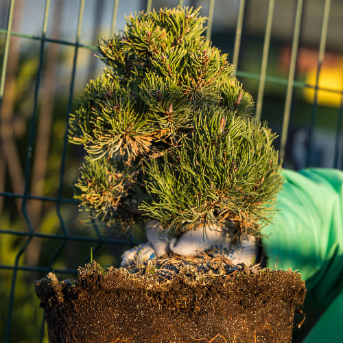 Сосна горная Пикобелло купить
