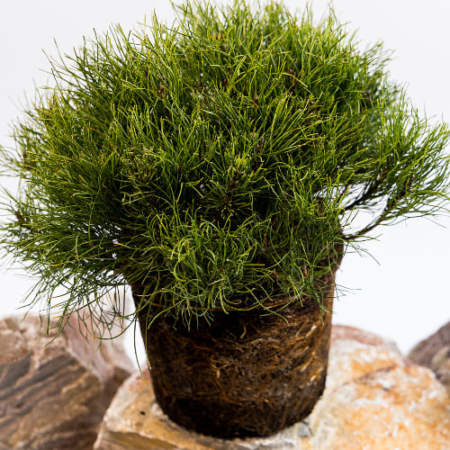 Сосна горная Пумилио купить