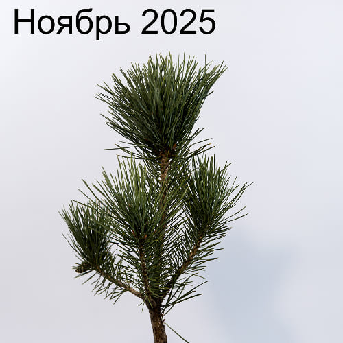 Сосна обыкновенная Ватерери купить