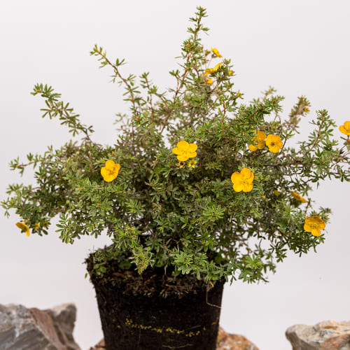 Лапчатка кустарниковая Танджерин купить