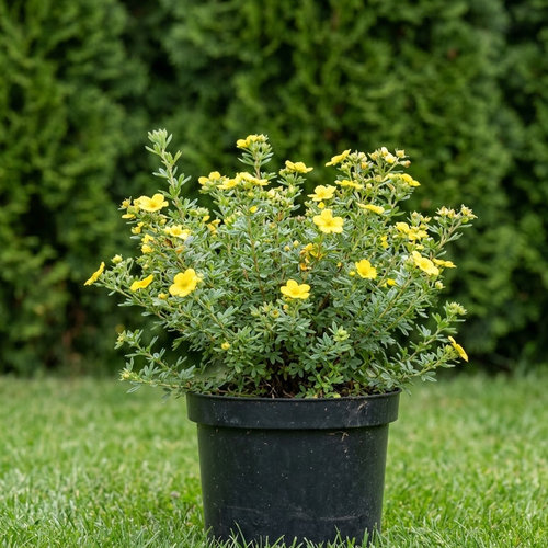 Лапчатка кустарниковая Еллоу Бёд купить