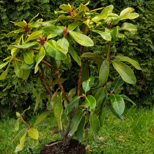 Рододендрон гибридный Анастасия купить