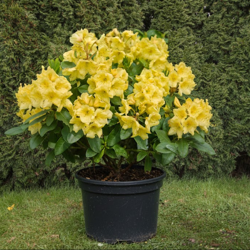 Рододендрон гибридный Голдбукет купить