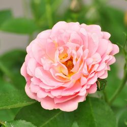 Роза плетистая Alchymist купить