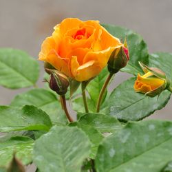 Роза Флорибунда Bernstein купить