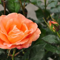 Роза Флорибунда Bonita Renaissance купить