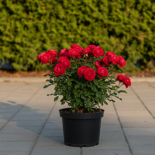 Роза Флорибунда Линтерлок купить