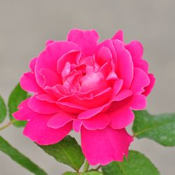 Роза Флорибунда Сневитен купить