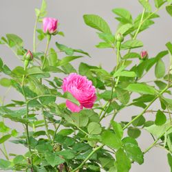 Роза английская душистая Грэхем Томас купить