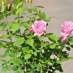 Роза английская душистая Мэри Роз купить