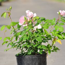 Роза английская душистая Спирит Оф Фридом купить