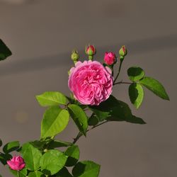 Роза парковая и Альпийская Луис Одиер купить