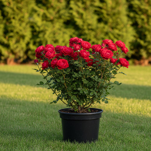 Роза чайно-гибридная Cap Horn купить