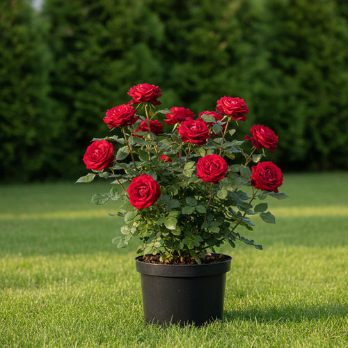 Роза чайно-гибридная Chateau Giscours купить