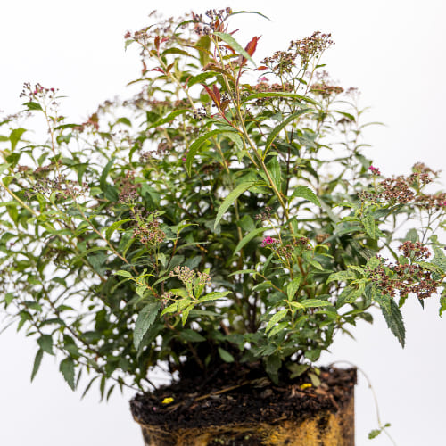 Спирея бумальда Антони Ватерер купить