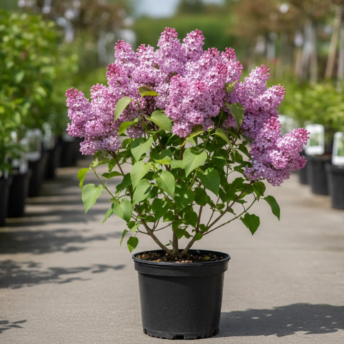 Сирень гиацинтовая купить