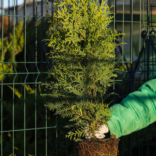 Туя западная Брабант купить
