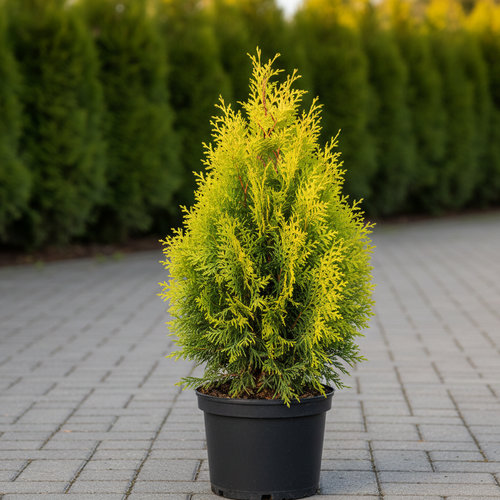 Туя западная Брайт Смарагд купить