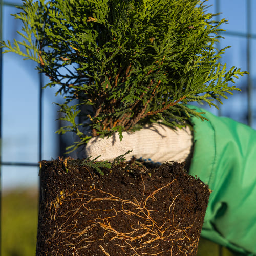 Туя западная Даника купить