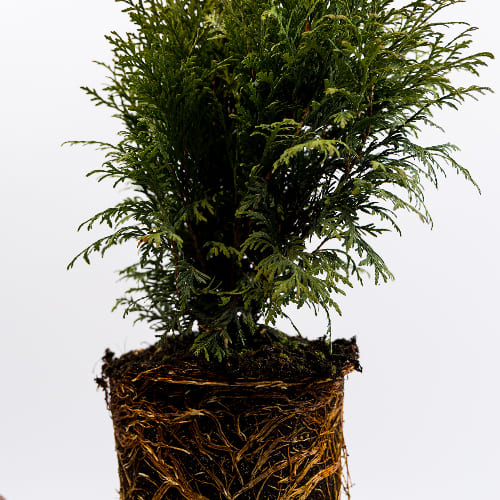 Туя западная Глобоза купить