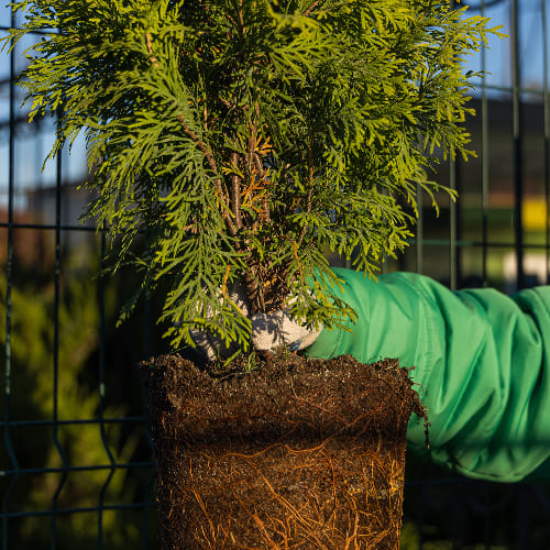 Туя западная Голден Глоб купить