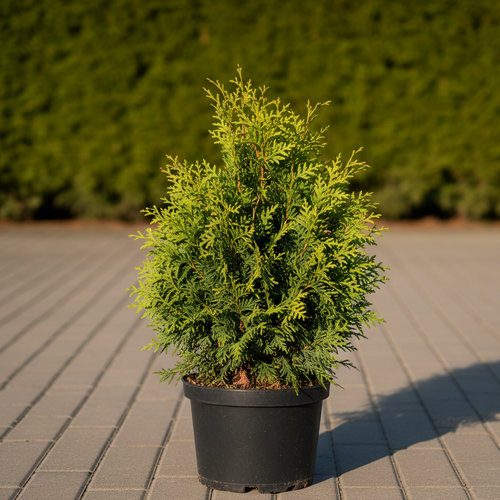 Туя западная Кинг оф Брабант купить
