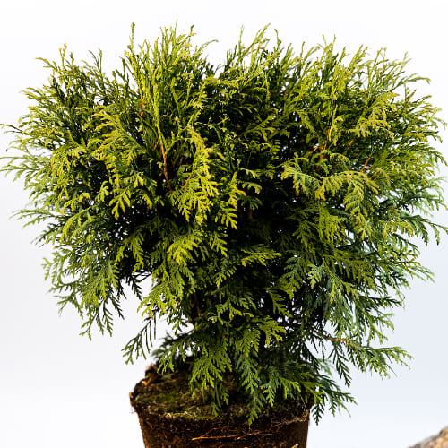 Туя западная Литл Чемпион купить