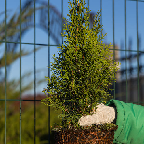 Туя западная Смарагд купить