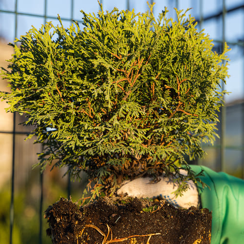 Туя западная Тини Тим купить