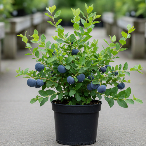 Жимолость Сердце гиганта купить